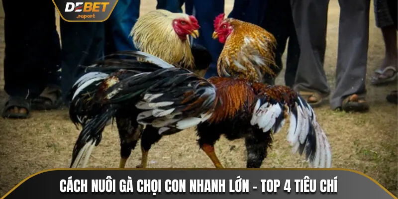 Cách nuôi gà chọi con nhanh lớn