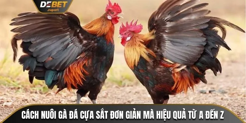 Cách nuôi gà đá cựa sắt