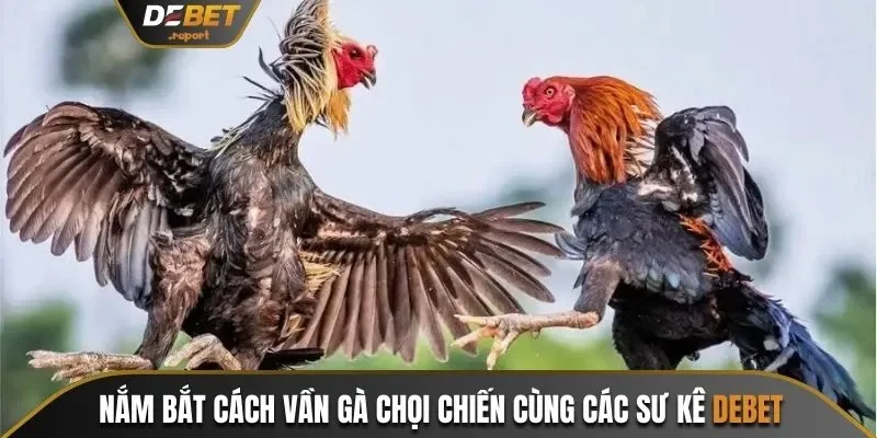 Cách vần gà chọi chiến