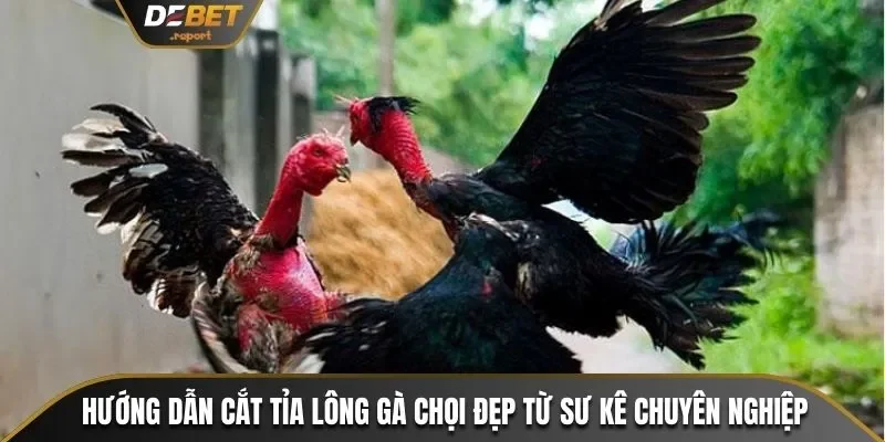 Cắt tỉa lông gà chọi đẹp
