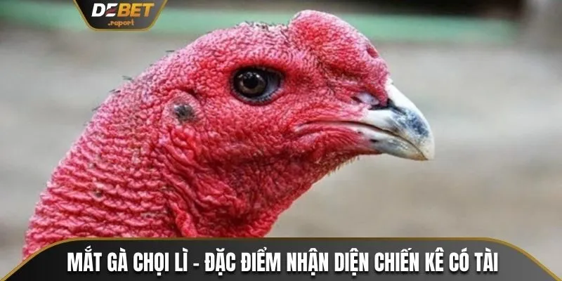 Mắt gà chọi lì