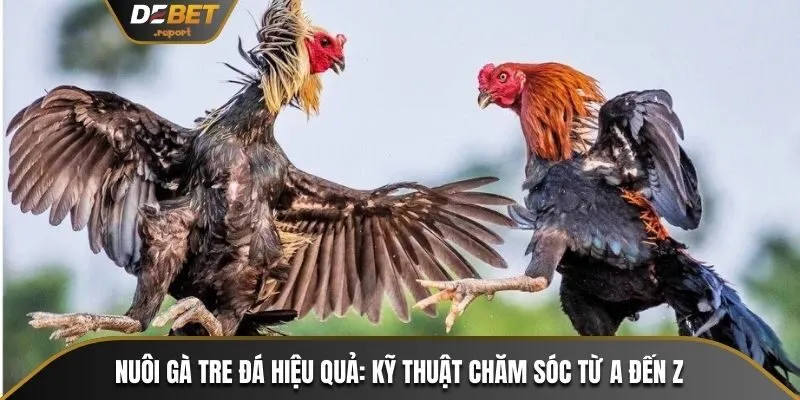 Nuôi gà tre đá hiệu quả